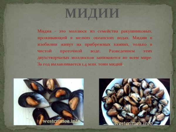 Мидии сообщение по биологии