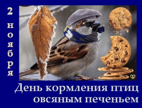 День кормления птиц овсяным печеньем