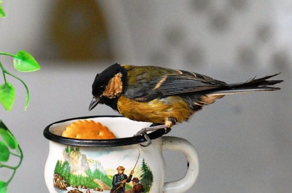 День кормления птиц овсяным печеньем 2 ноября