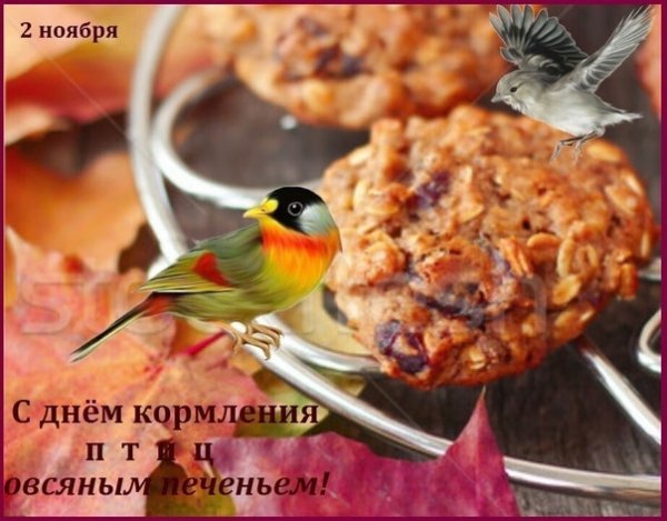День кормления птиц овсяным печеньем 2 ноября