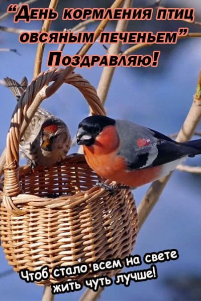 День кормления птиц овсяным печеньем открытки