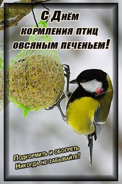 День кормления птиц