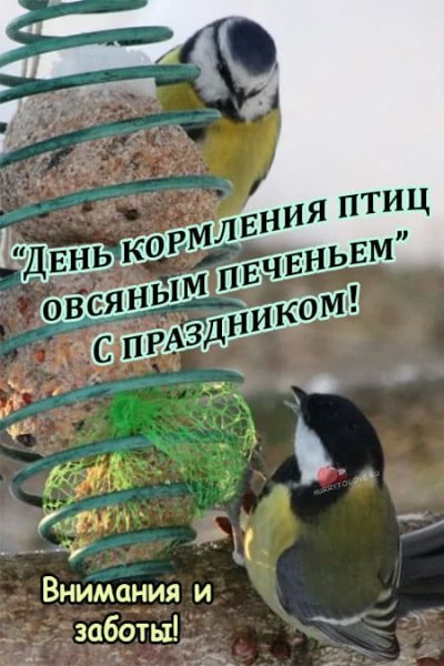 День кормления птиц овсяным печеньем