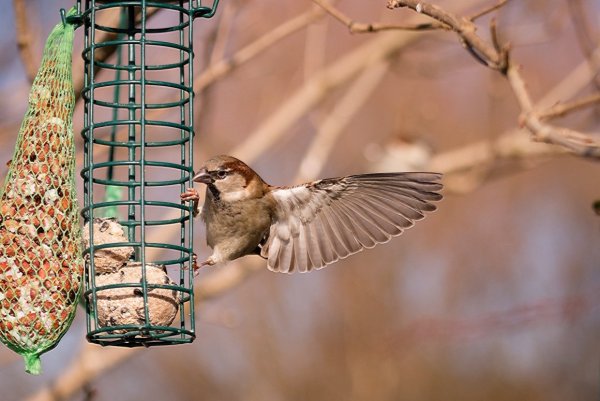 День кормления птиц овсяным печеньем