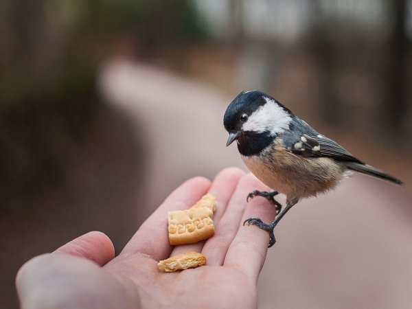 Кормление птиц