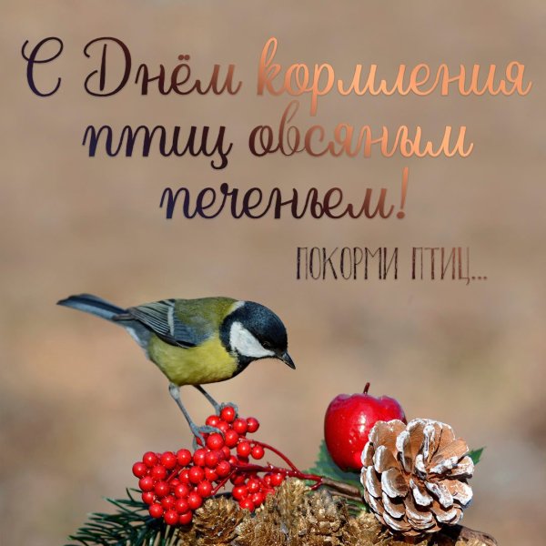 Февраль птицы