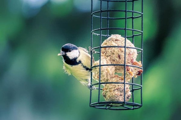 День кормления птиц овсяным печеньем