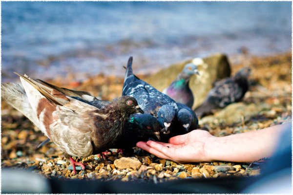 День кормления птиц овсяным печеньем 2 ноября