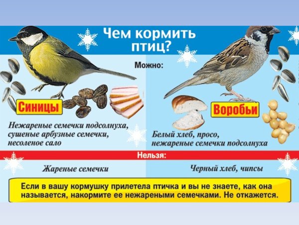Чем кормить синиц