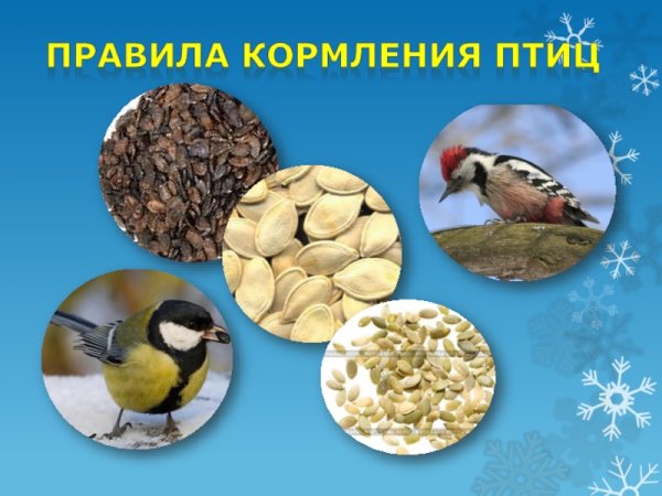 Правила кормления птиц