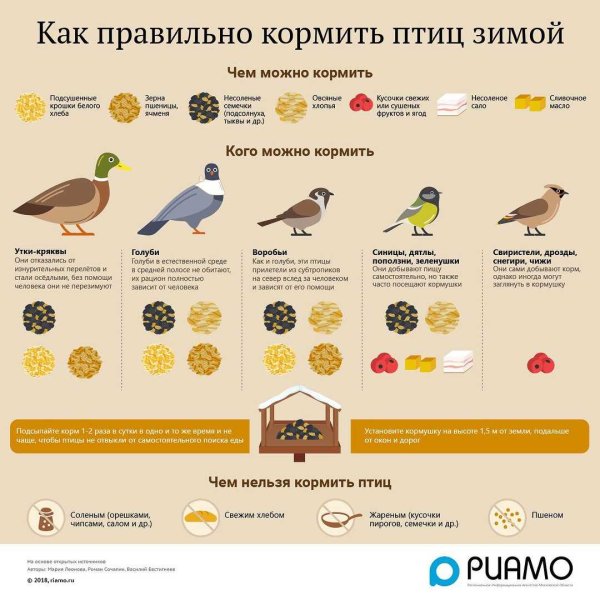 Чем кормить птиц