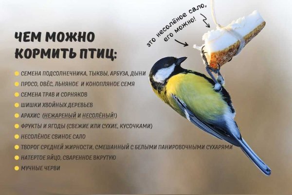 Чем кормить птиц