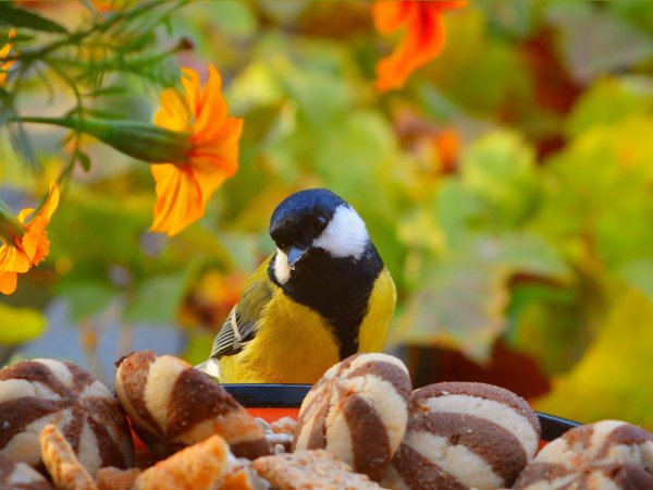 День кормления птиц овсяным печеньем