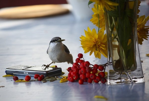 Кормление птиц овсяным печеньем