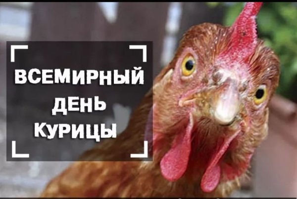 Всемирный день курицы