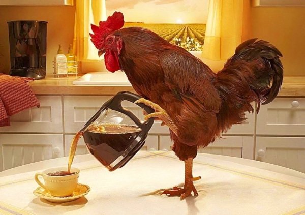 Доброе утро с петухом