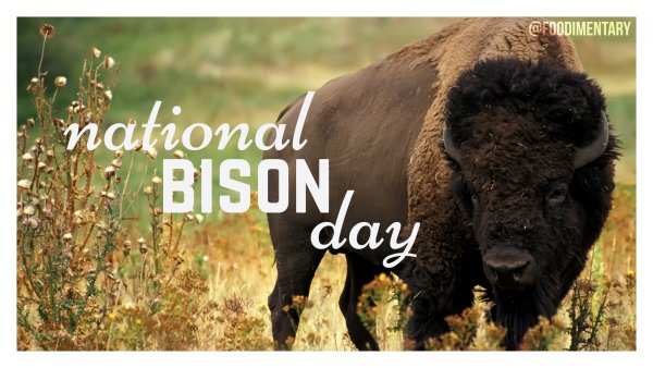 С днем рождения Бизон
