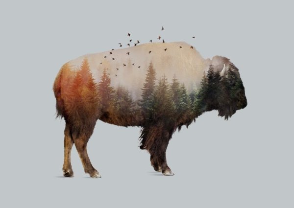 Лесной Бизон на белом фоне
