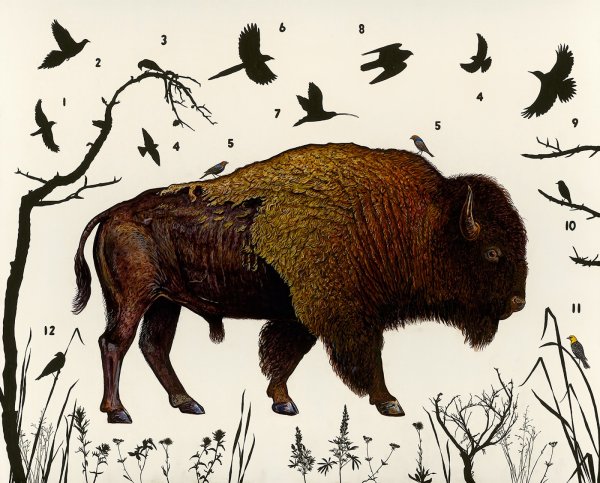Бизон рисунок