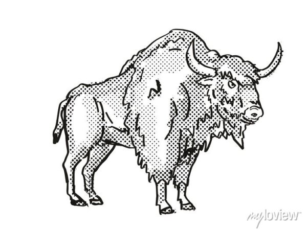 Возбужденный Бизон рисунок