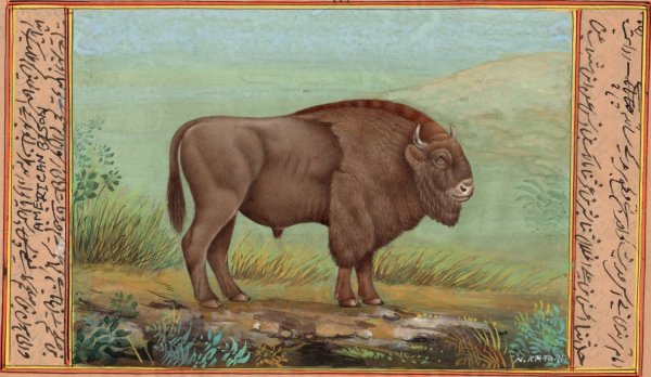 Степной Бизон охота