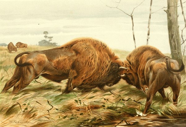 Художник анималист Фридрих