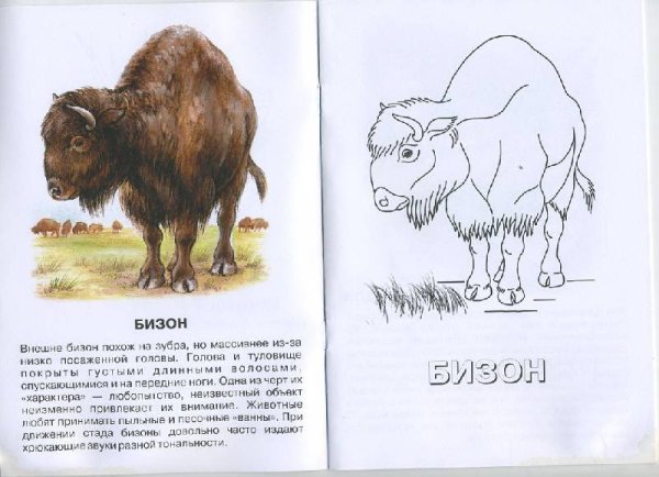 Бизон описание