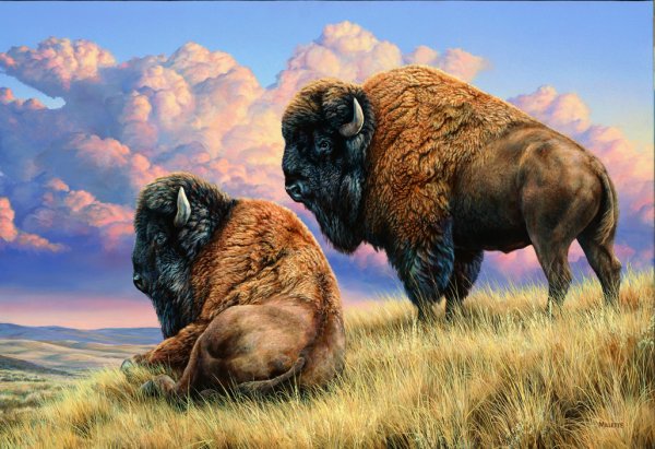 Прерия Бизон