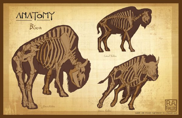 Бизон анатомия