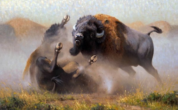 Бизоны дерутся