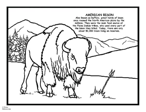 North American animals раскраска