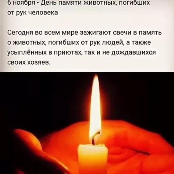 День памяти животных погибших от рук человека