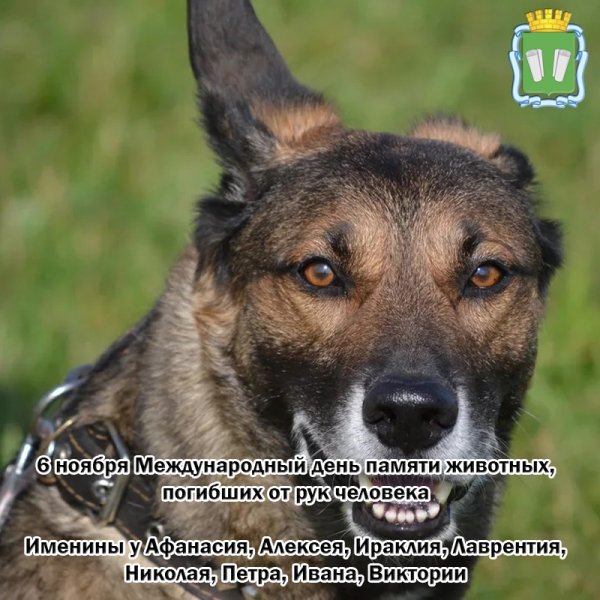 Международный день памяти животных погибших от рук человека 6 ноября