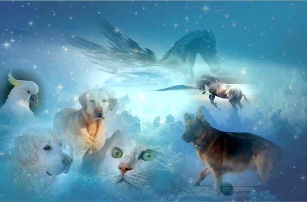 Рай для животных