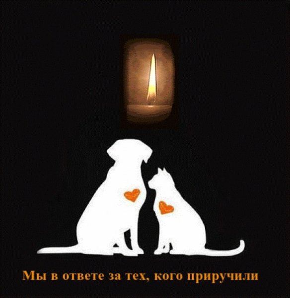 День памяти домашних питомцев