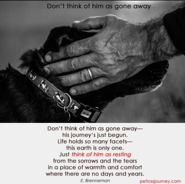 6 Ноября день памяти животных