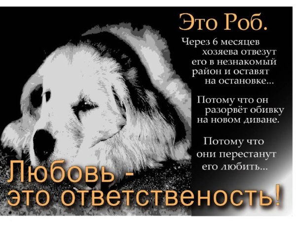 Бездомные собаки высказывание