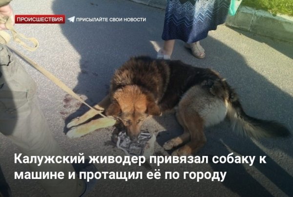 Живодёры привязали собаку