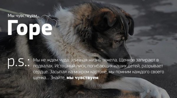 Фразы про бездомных животных