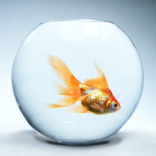 Открытка с днём рождения исполнения желаний