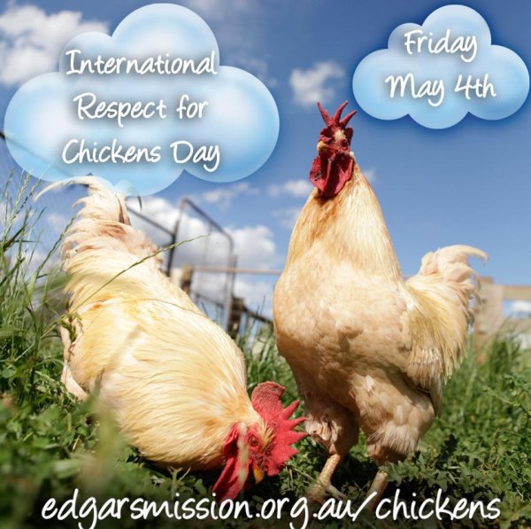 Всемирный день курицы