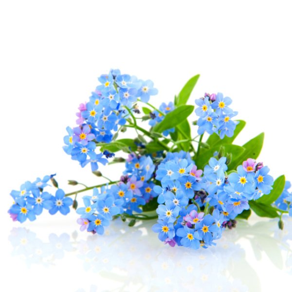 Букет незабудок на белом фоне