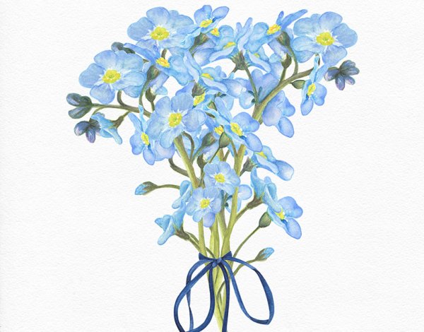 Незабудка рисунок