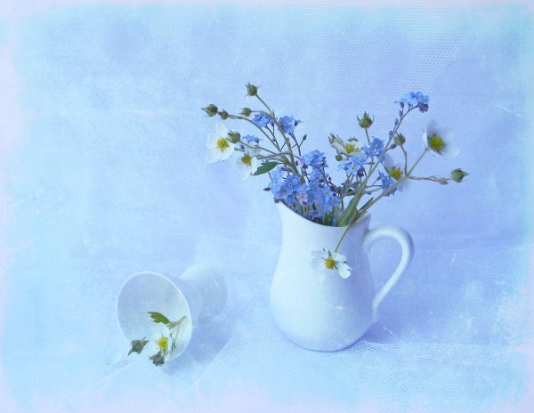 Голубые незабудки в вазе