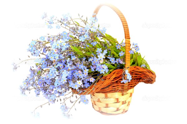 Незабудки в корзинке
