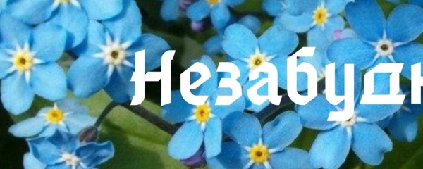 Надпись Незабудка