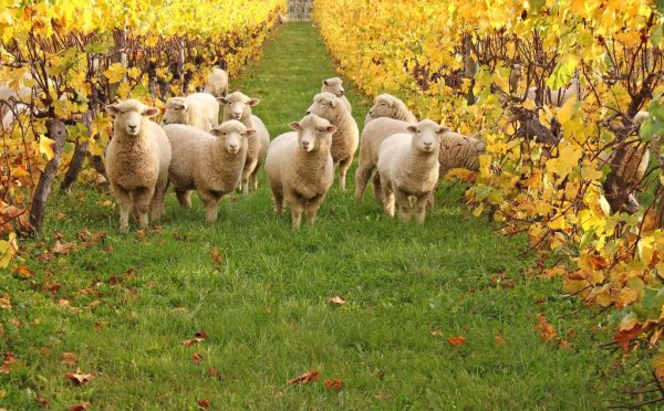 Овечка осень