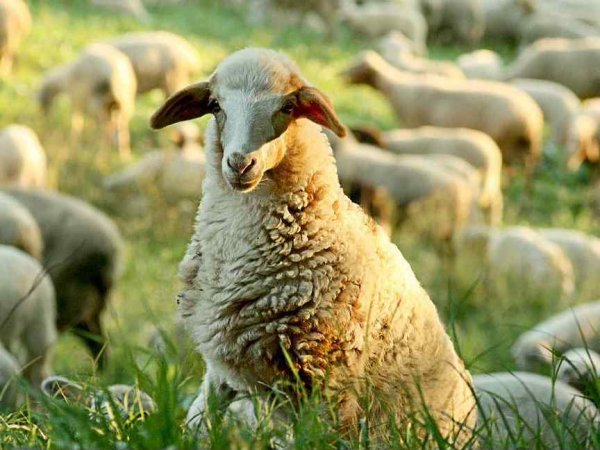 Аврамий овчар 11 ноября