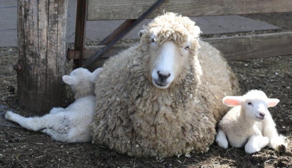 Аврамий овчар и Анастасия Овечница