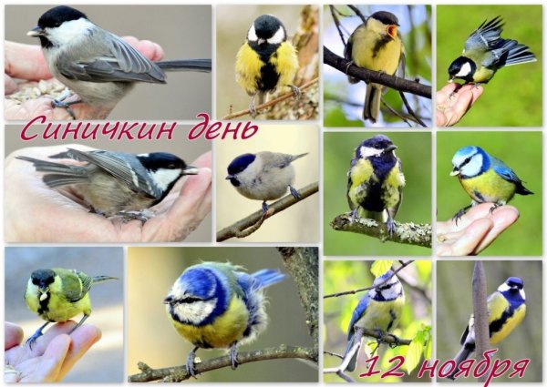 Коллаж синички